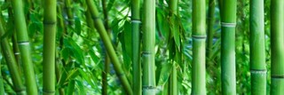 Dekor Savona Bamboo Sklo 1 75x25